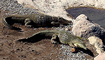 Crocodils - EuroHarmonia